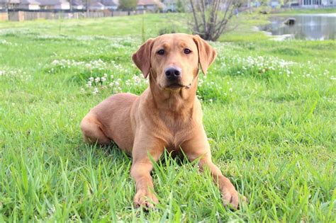 gucci dog red fox lab|fox red lab dog color.